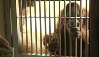 Gaul! Orangutan di Austria Bisa Main Fidget Spinner