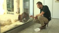 Gaul! Orangutan di Austria Bisa Main Fidget Spinner