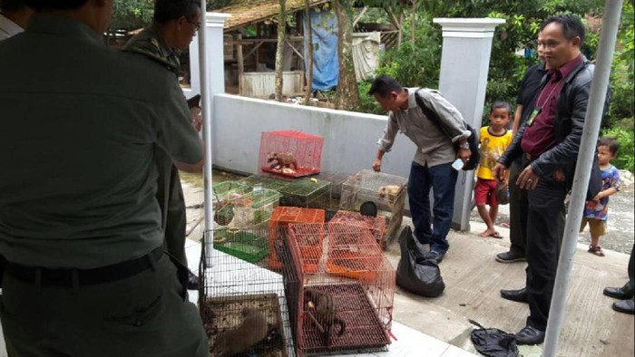 21 Satwa Liar Diamankan dalam OTT BKSDA Jabar di Cianjur