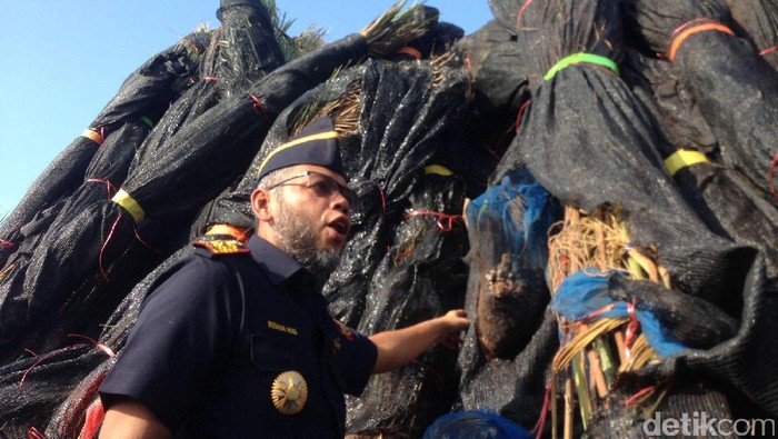 Bea-Cukai Musnahkan Pohon Kurma Asal Thailand di Belawan