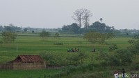 Aroma pedesaan amat kental saat memasuki Tol Palikanci yang berakhir di Brebes Exit Timur. Sawah-sawah hijau nan luas bikin rindu rumah semakin membuncah (Masaul/detikTravel)
