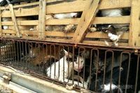 Kucing-kucing liar yang ditangkapi untuk dijual ke restoran