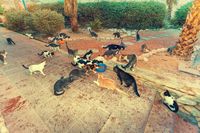 Kucing liar yang sedang mencari makan