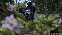 Selain itu, sambung Ivan, pengendara harus mewaspadai beberapa tikungan yang belum dipasangi pembatas. Kondisi tersebut meninggalkan ruang kosong, ada juga pembatas jalan yang rusak dan dibiarkan tergeletak di bahu jalan.