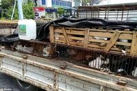 Kucing-kucing liar di China yang ditangkap dan dimasukkan dalam kandang.