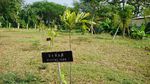 Mudik ke Kendal, Bisa Lihat Taman Berisi Tumbuhan-tumbuhan Langka