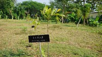 Memang, hutan ini masih gersang saat siang hari dengan alasan karena pepohonannya masih kecil-kecil. Tapi, taman hutan yang terlihat rapi dari luar ini, menjadi rujukan juga bagi muda-mudi sampai orang tua berkumpul saat sore hari (Masaul/detikTravel)
