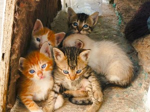 Tega Benar! 500 Ekor Kucing Ditangkapi untuk Jadi Santapan Restoran di China