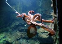 Giant Pacific Octopus di SeaWorld Ancol / Foto: dok. detikcom