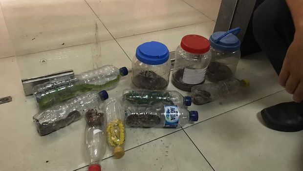 Reptil yang dibawa dalam stoples dan botol bekas 