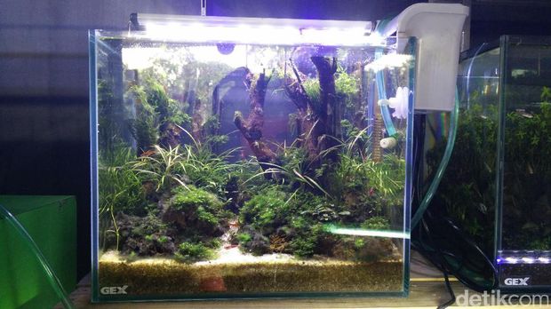 880+ Desain Aquarium Louhan Terbaru