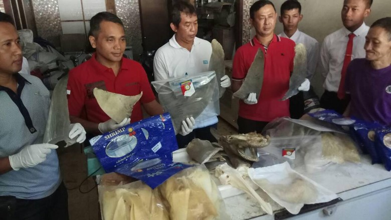 Polisi Bongkar Praktik Perdagangan Sirip Hiu Ilegal di Surabaya Polisi Bongkar Praktik Perdagangan Sirip Hiu Ilegal di Surabaya