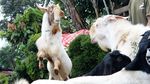 Potensi Menjanjikan dari Kambing Saburai