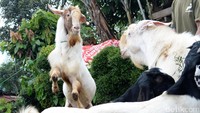 Potensi ekonomi kambing hasil persilangan kambing jenis ettawa dan boer tersebut disebabkan proses yang lebih cepat panen dan bobot yang jauh lebih berat dibandingkan dengan kambing serupa. 