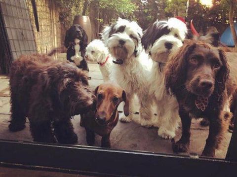 Anjing-anjing David Beckham