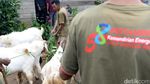 Potensi Menjanjikan dari Kambing Saburai
