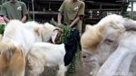 Potensi Menjanjikan dari Kambing Saburai