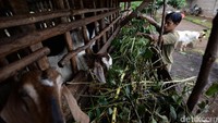 Potensi ekonomi kambing hasil persilangan antara kambing jenis ettawa dan boer tersebut karena lebih cepat panen dan bobot yang jauh lebih berat dibandingkan dengan kambing serupa.