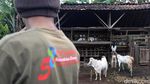 Potensi Menjanjikan dari Kambing Saburai