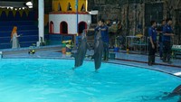 Lumba-lumba ini kata salah satu pawang berasal dari hasil penangkaran dan bukan tangkapan di alam liar. Mereka memiliki kemampuan untuk menghibur penonton (Masaul/detikTravel)