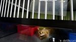 Jelang Lebaran, Tempat Penitipan Si Meong Laris Manis