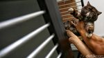 Jelang Lebaran, Tempat Penitipan Si Meong Laris Manis