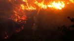 Kebakaran Hutan di Portugal Menewaskan 62 Orang