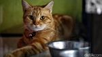 Jelang Lebaran, Tempat Penitipan Si Meong Laris Manis