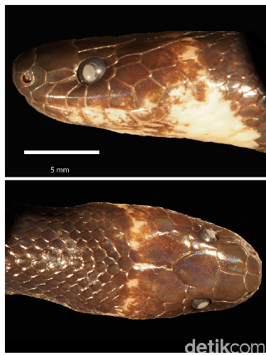 Ular 'Serigala' Jenis Baru Berpotensi Jadi Hewan Peliharaan