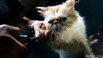 Jelang Lebaran, Tempat Penitipan Si Meong Laris Manis