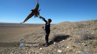 Menilik Sekolah Berburu dengan Elang di Kazakhstan