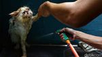 Jelang Lebaran, Tempat Penitipan Si Meong Laris Manis