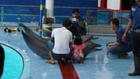 Tempat wisata ini dikelola oleh PT Wersut Seguni Indonesia (WSI) yang menjadi lembaga konservasi mamalia pertama di Indonesia sejak tahun 1999. Andalannya adalah lumba-lumba (Masaul/detikTravel)