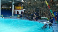 Hewan mamalia ini dijadikan pula sebagai terapi. Pengunjung dapat berinteraksi langsung dengan lumba-lumba dalam proses terapinya (Masaul/detikTravel)