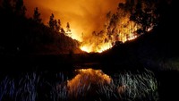 Begini penampakan kebakaran hutan dahsyat yang terjadi di Portugal. REUTERS/Rafael Marchante.
