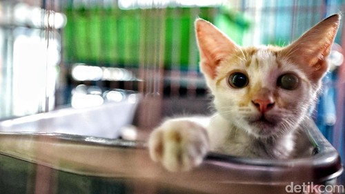 Jasa penitipan hewan laris manis menjelang mudik lebaran. Sebagian besar masyarakat tidak ingin hewan peliharaannya telantar saat ditinggal pulang kampung.