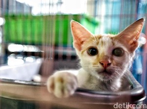 5 Tempat Penitipan Hewan Terpercaya di Bali dan Fasilitasnya
