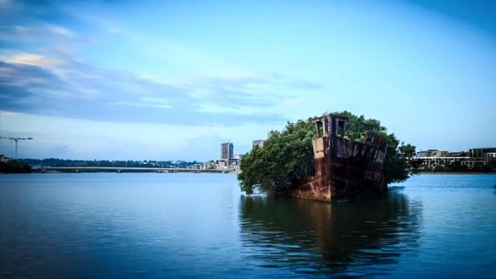 Unik, Ada Hutan Terapung di Teluk Australia