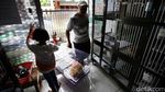 Jelang Lebaran, Tempat Penitipan Si Meong Laris Manis