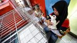 Jelang Lebaran, Tempat Penitipan Si Meong Laris Manis