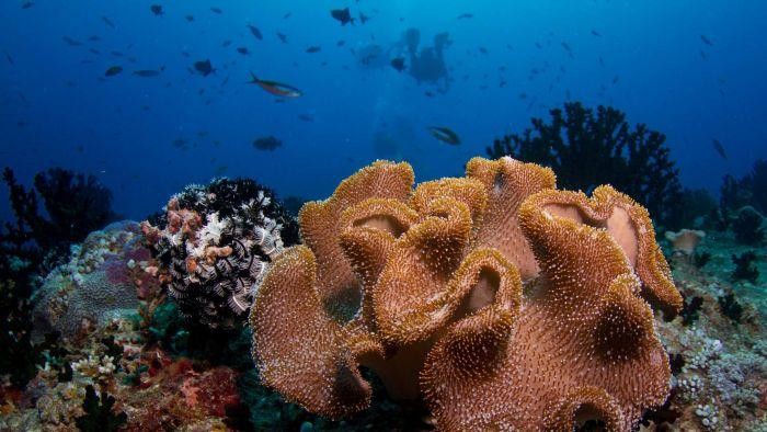 Pakar Konservasi Laut Australia Nilai Kebijakan Menteri Susi Efektif