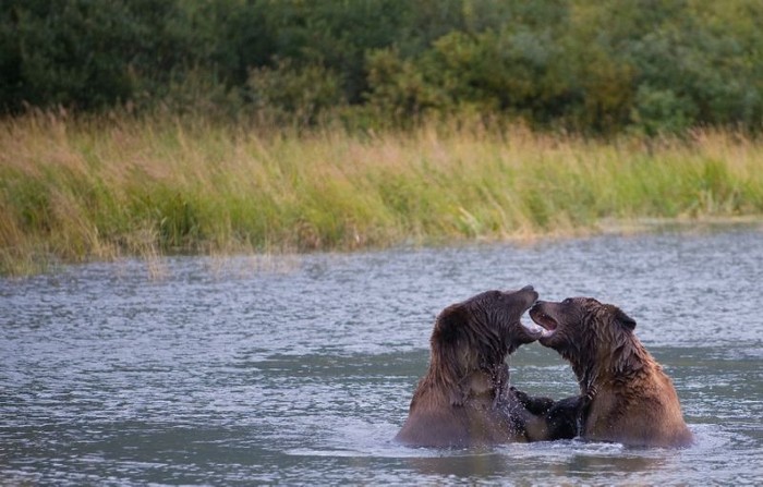A pair of brown bears play in a pond at the Alaska Wildlife Conservation Center in Portage Glacier (AFP Photo/SAUL LOEB)