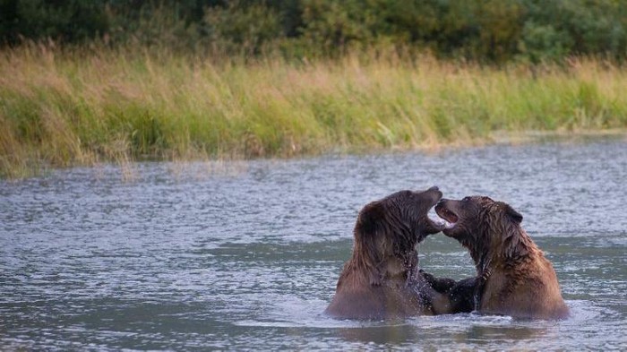 A pair of brown bears play in a pond at the Alaska Wildlife Conservation Center in Portage Glacier (AFP Photo/SAUL LOEB)