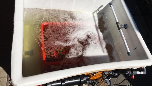 Alat ini 'memaksa' kerang mengeluarkan logam berat yang dikandungnya ()