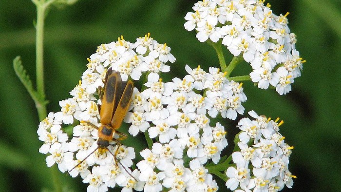 Kumbang Chauliohnathus pensylvanicus alias Goldenrod Soldier Beetle. (Dok. commons.wikimedia.org/D. Gordon E. Robertson)