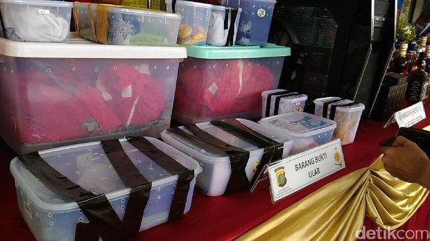 Barang bukti ratusan ekor ular yang diselundupkan dari Papua