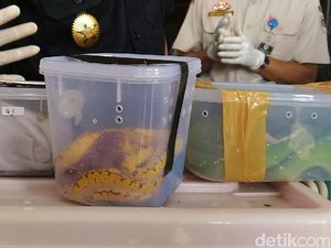 Diselundupkan dari Papua, Ratusan Reptil Dimasukkan Stoples