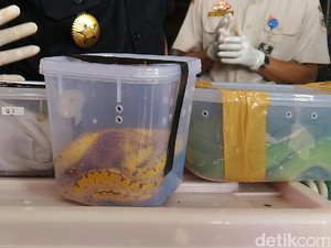 Diselundupkan dari Papua, Ratusan Reptil Dimasukkan Stoples