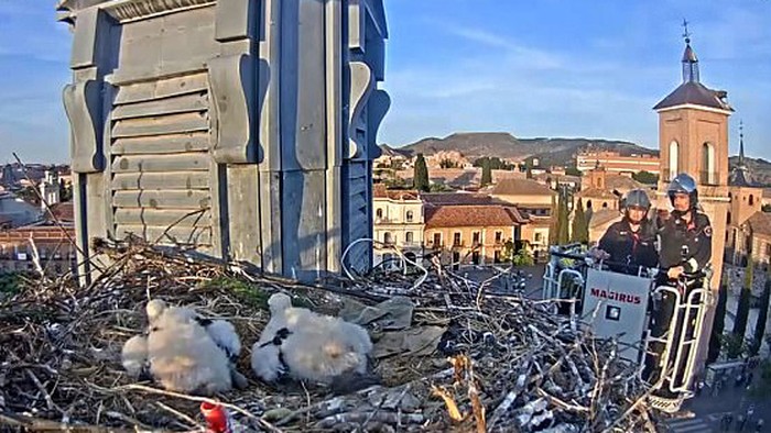 Gara-gara Burung, Kota di Spanyol Ini Malah Ramai Turis