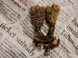 Penipuan Online Penis Biawak Terbongkar